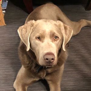 Meet your Posher, Shannon